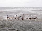 Die Seehundbank